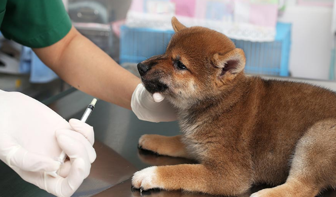 幼犬的疫苗接种的最佳时机