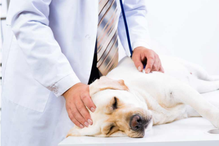 狗肥大细胞瘤症状治疗方法及预防措施