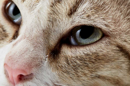猫的白内障治疗方法及预防措施