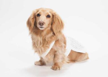 犬椎间盘突出症的症状、原因和治疗方法。