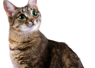 猫癫痫的症状原因及治疗方案