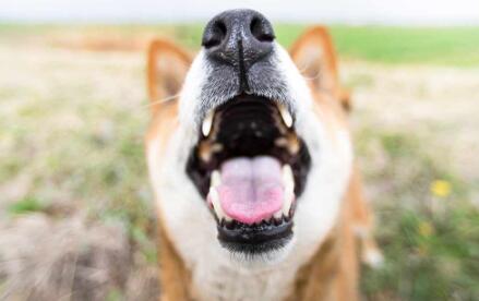 狗的牙周病治疗及预防方法