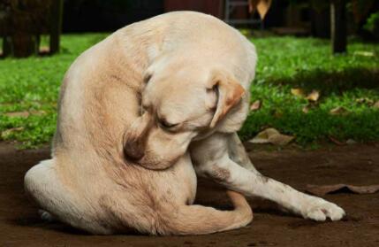 犬脓皮病症状、原因和治疗方法。