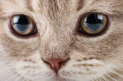 猫的青光眼的治疗方法及预防措施