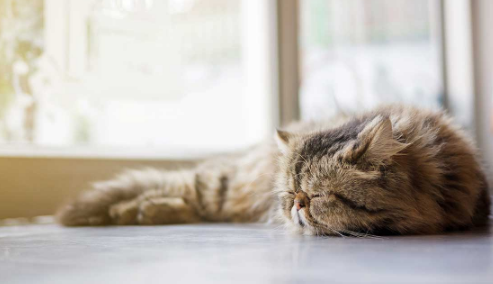 猫的膀胱炎对于猫的伤害及治疗方法