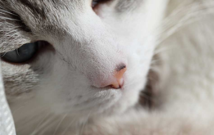 猫鼻炎的症状原因及治疗措施