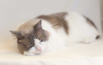 猫贫血的原因及其治疗方法预防措施