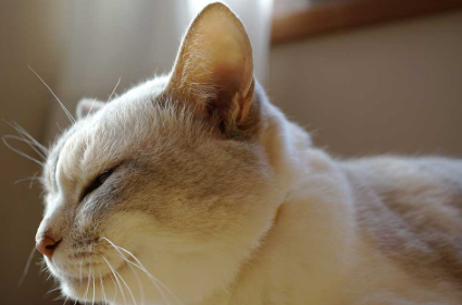 猫的外耳炎治疗方法及预防措施
