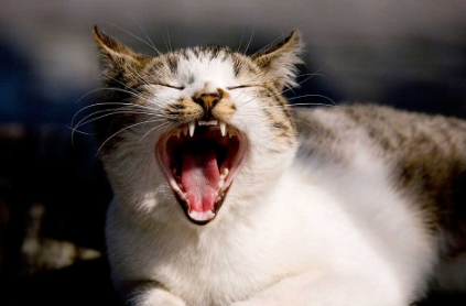 猫的口腔溃疡治疗引起原因及预防措施